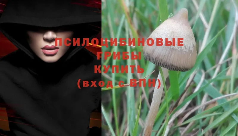 blacksprut ссылки  Пыталово  Псилоцибиновые грибы Psilocybine cubensis 